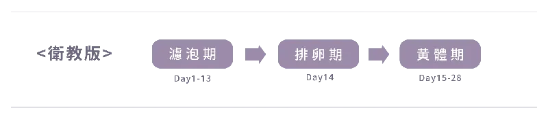 生理週期衛教版流程圖:濾泡期 Day1-13、排卵期 Day14、黃體期 Day15-28