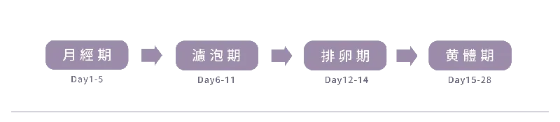 生理週期細分流程圖:月經期 Day1-5、濾泡期 Day6-11、排卵期 Day12-14、黃體期 Day15-28